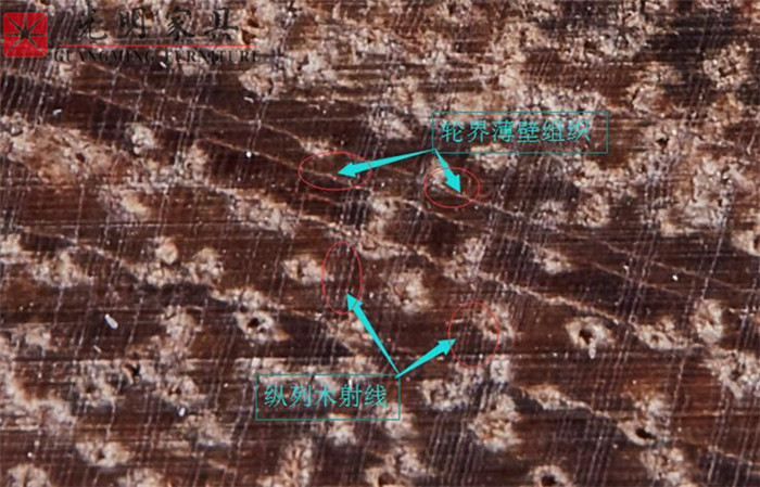 实木家具选材--红斑马木史上最完整全面的图文介绍
